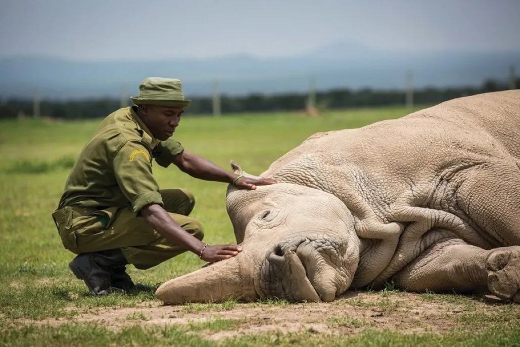 The end of an era : World’s Rearest Rhino