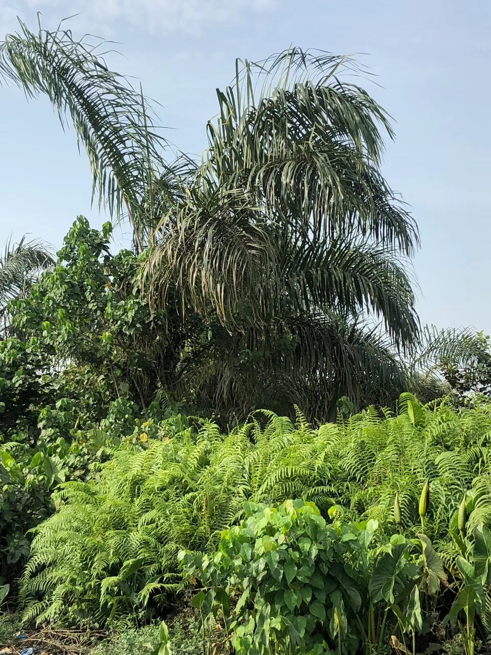 D49F4322-CE7A-4F34-8743-7F2E5603B7C1.jpeg