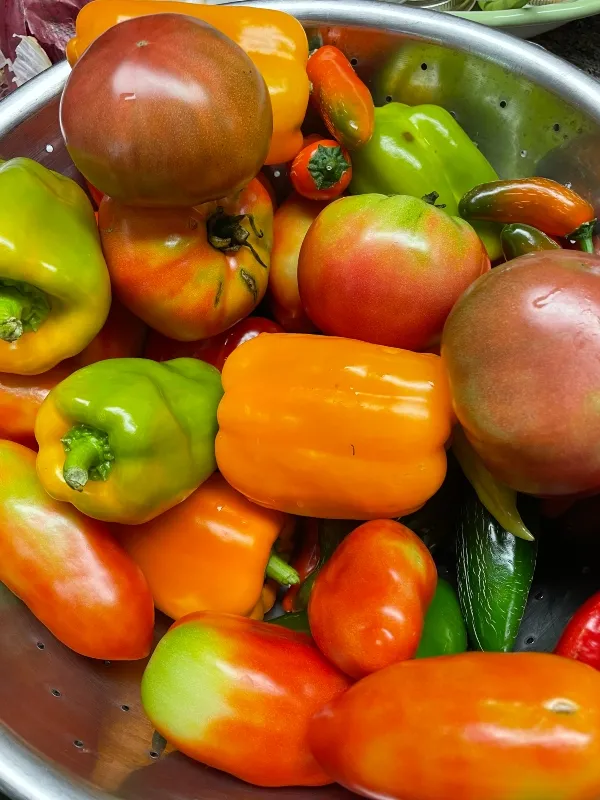 hive-garden-preserving-tomato-harvest.jpg