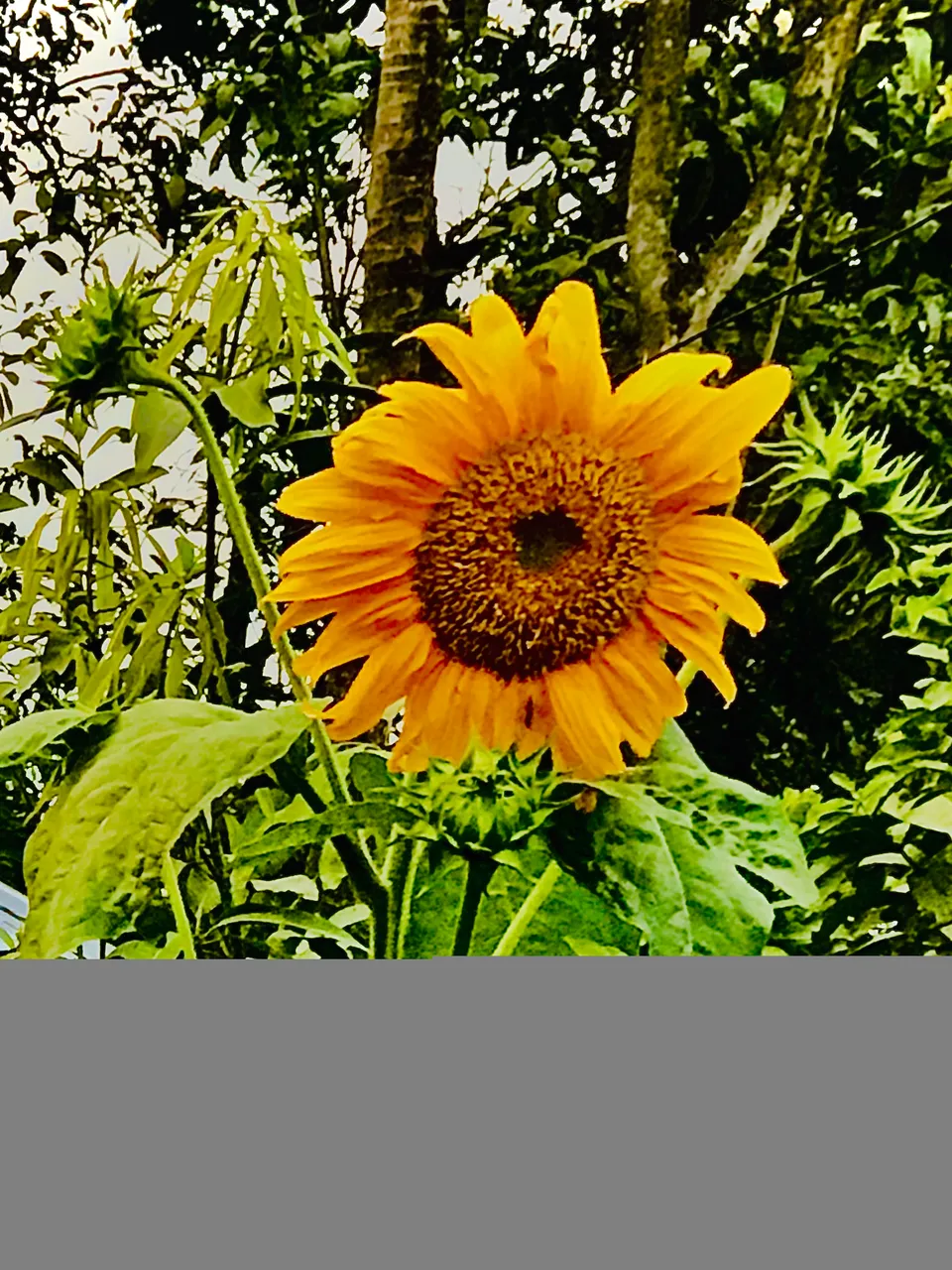 17BBA17B-C0F8-4BC9-9842-82633361042F.jpeg