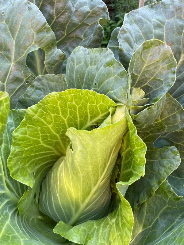 hivegarden-harvesting-cabbage-1 (1).jpg