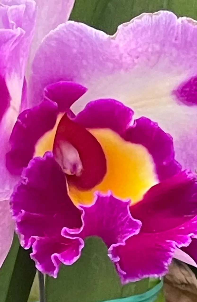 15FF7B7C-0375-4436-912C-C0AC15BC910E.jpeg