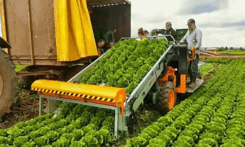 anigif8200 Lattuga.mp4