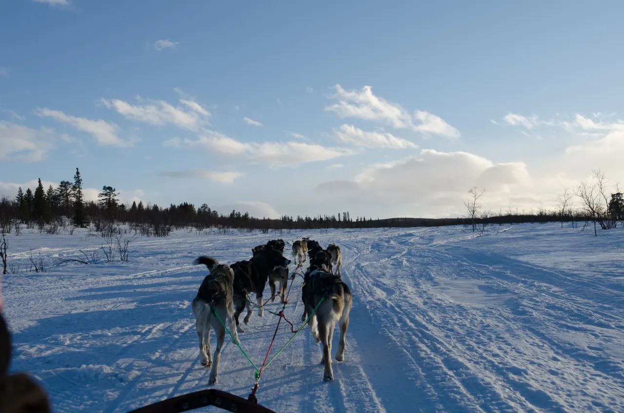 NIKON D7000_KirunaDogSledding-2465.jpg