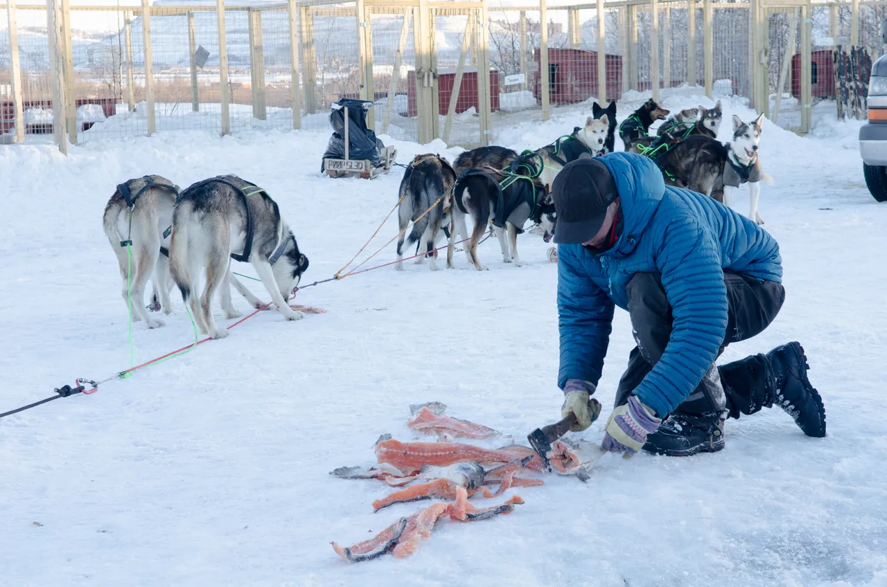 NIKON D7000_KirunaDogSledding-2593.jpg