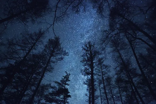 trees-sleep.jpg.653x0_q80_crop-smart.jpg