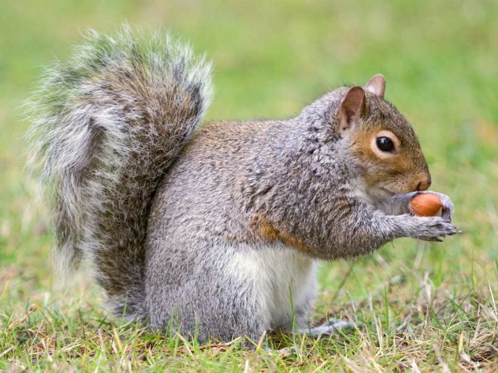 urban-eastern-gray-squirrel-1024x768.jpg