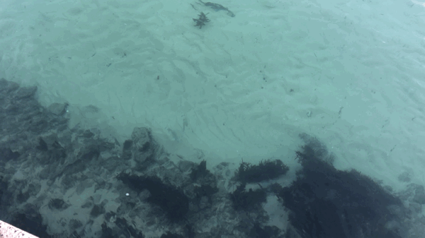 36639646-7FEC-4DEE-8AEC-C9E9A2F3883F.gif