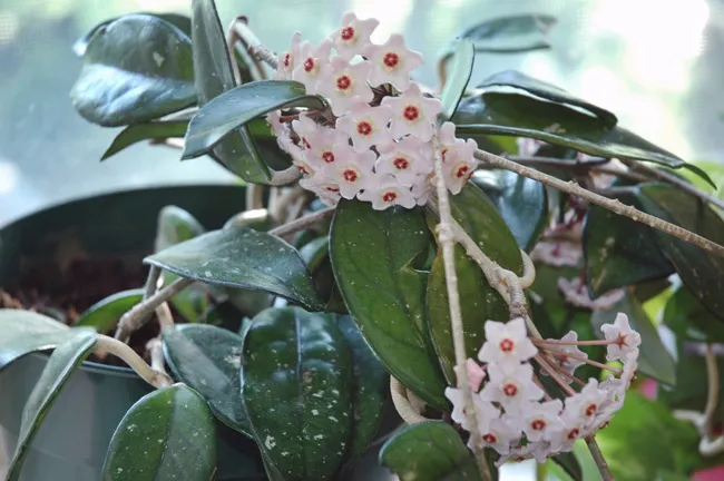 hoya-carnosa-flower-porcelian-flower.jpg