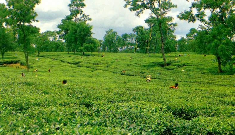 teagarden_sylhet_beautifulbangladesh.jpg