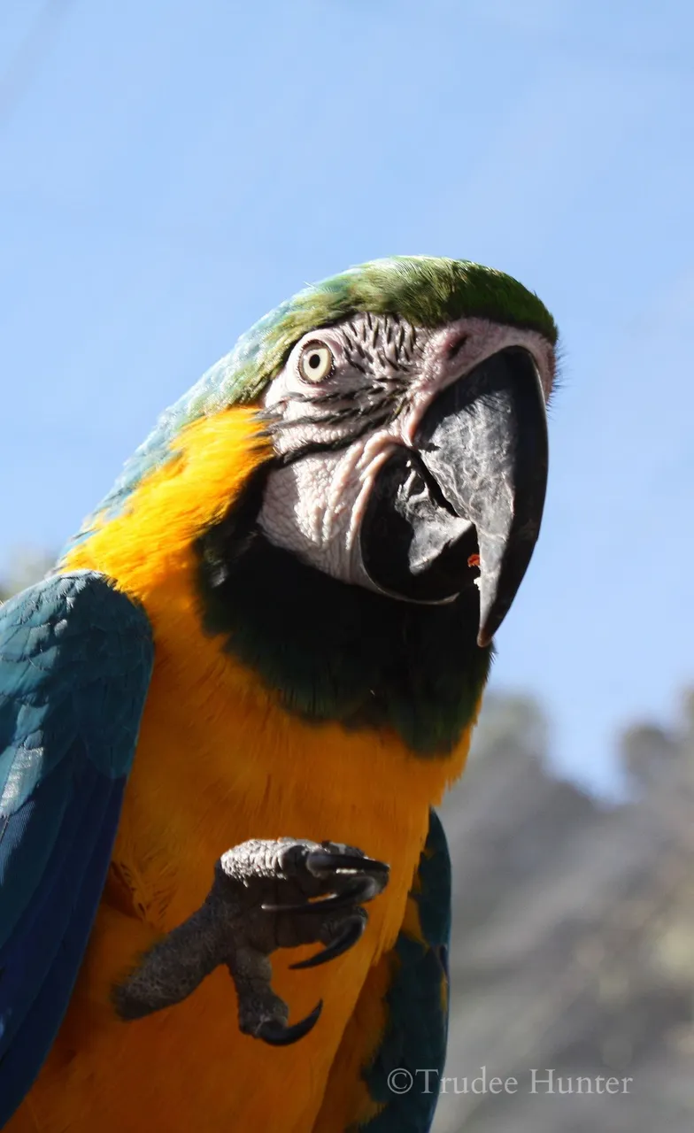 WM Inquisitive Macaw edited .jpg