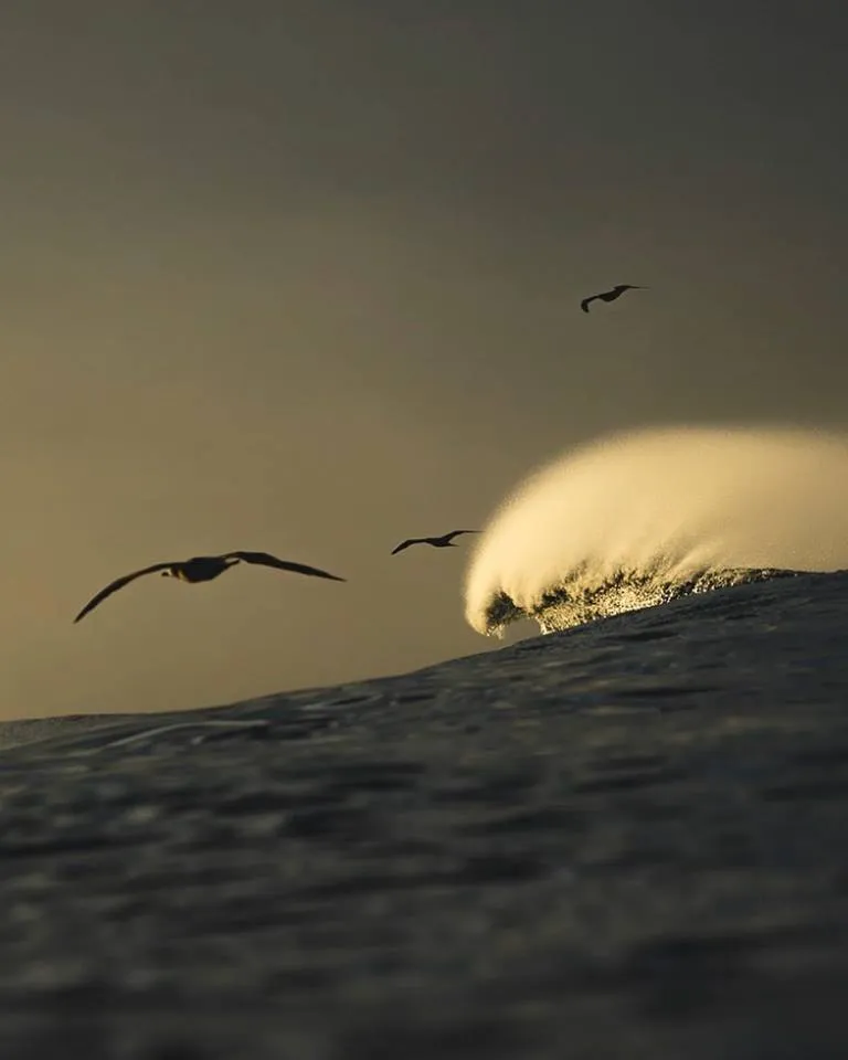 Morning commute in the ocean.jpg