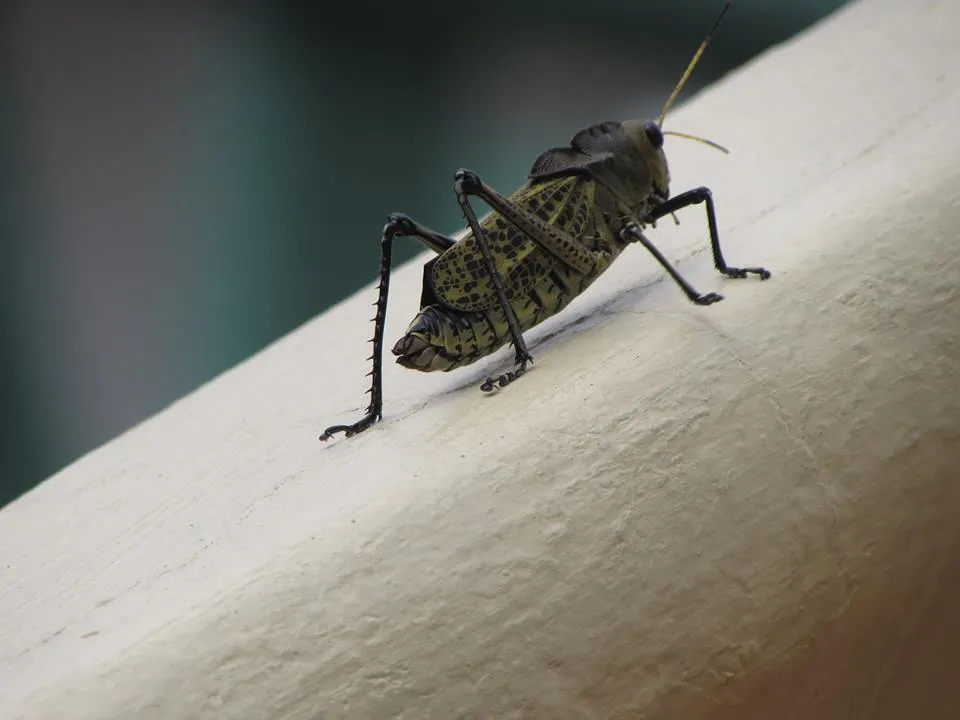 chapulin en casa en huatusco.jpg