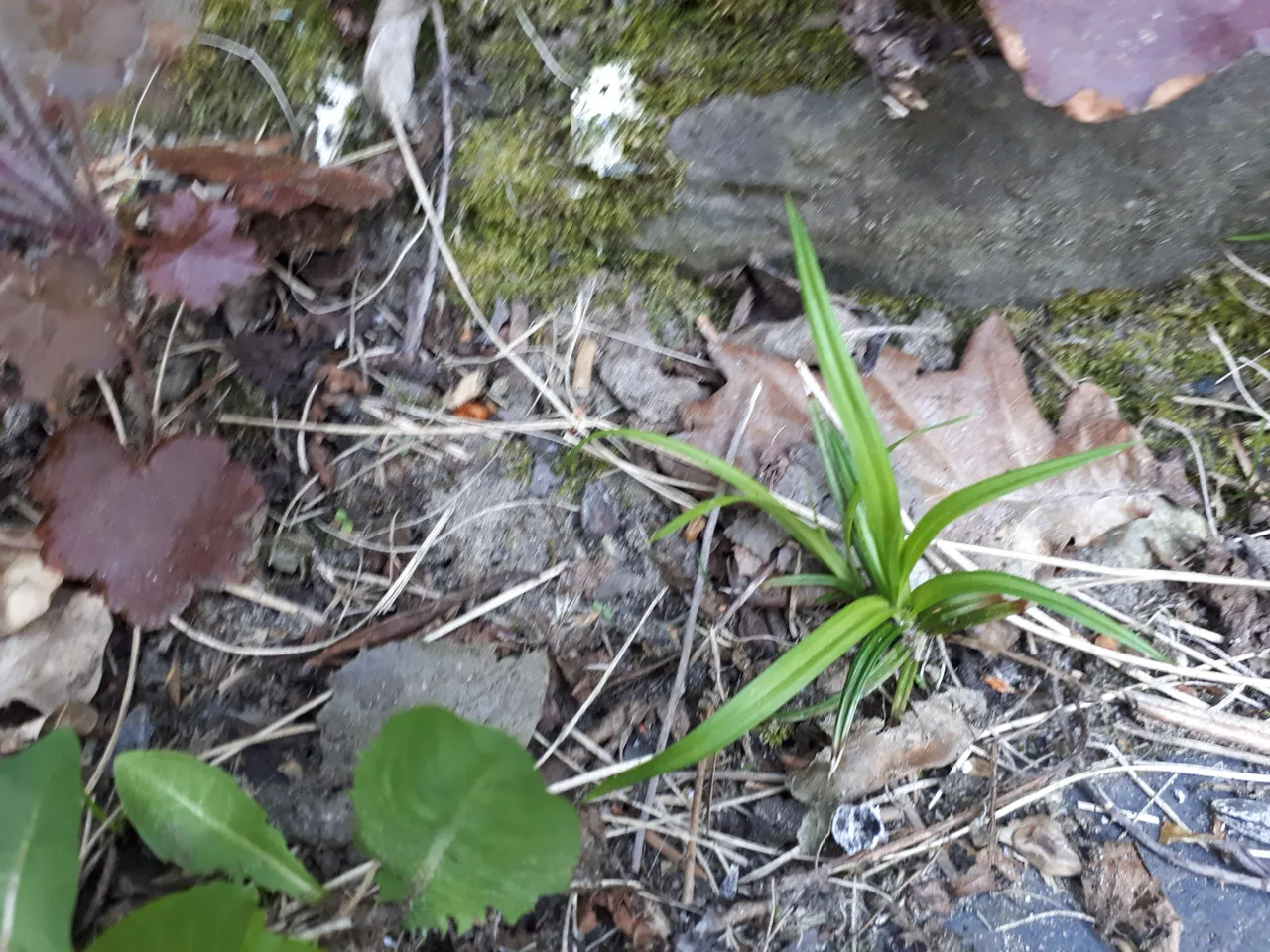 Gras und nährendes Umfeld.jpg