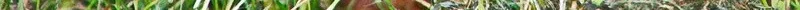 walnut_iii_by_starykocur-d6eli5l 2.jpg