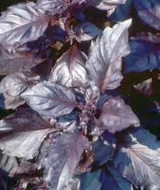 herbs dark opal basil burpee.jpg