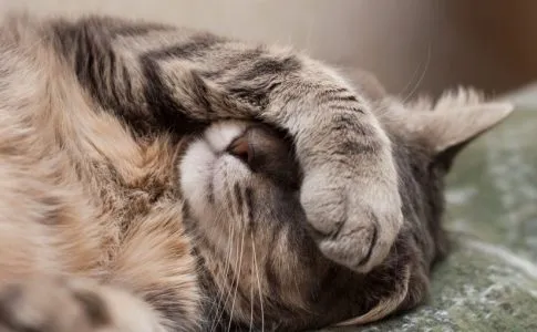 prevenir-golpe-de-calor-gato-485x300.jpg