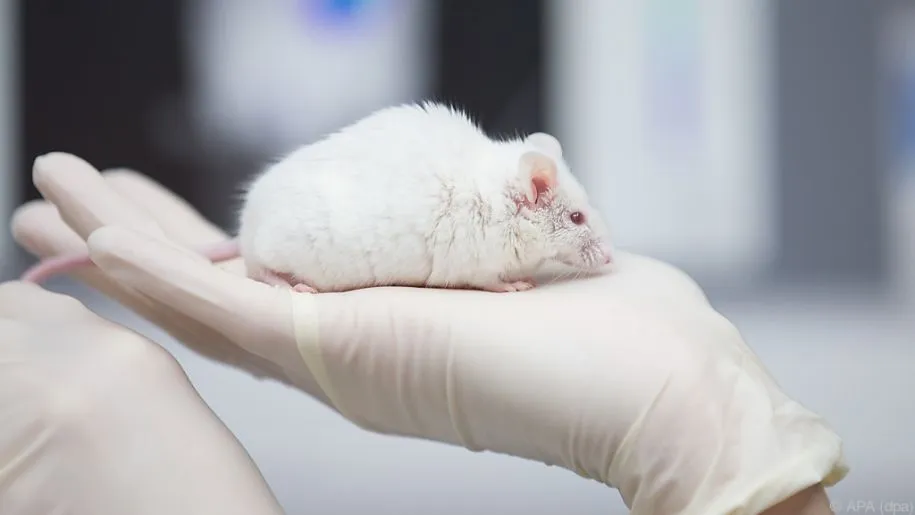 Neurogenesis