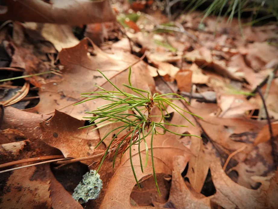 More photos from my walk in the woods