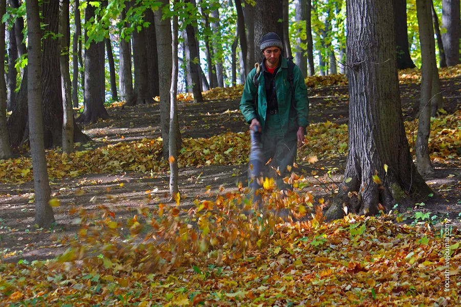 Harvesting fallen leaves