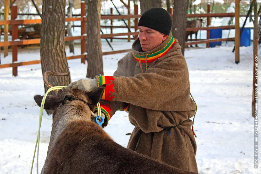 Capture of reindeer