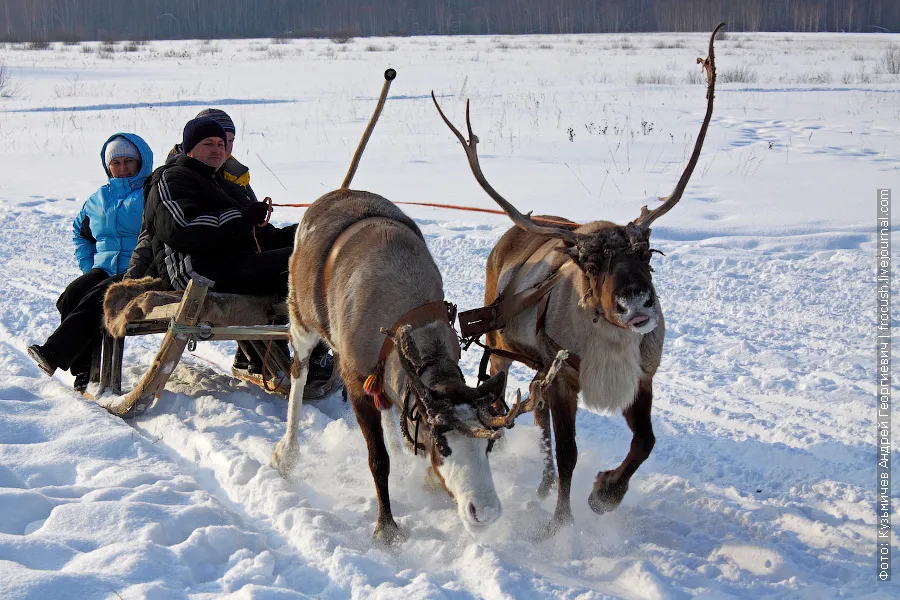 Sledges and reindeer