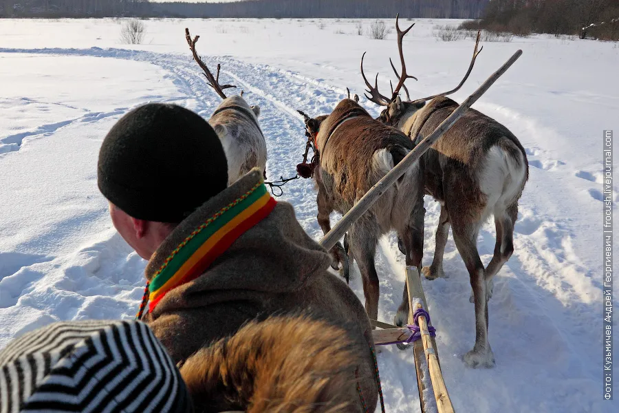 Riding on reindeer