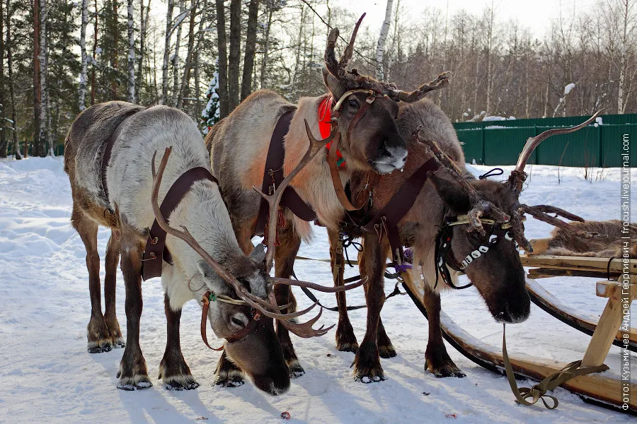 Three reindeer