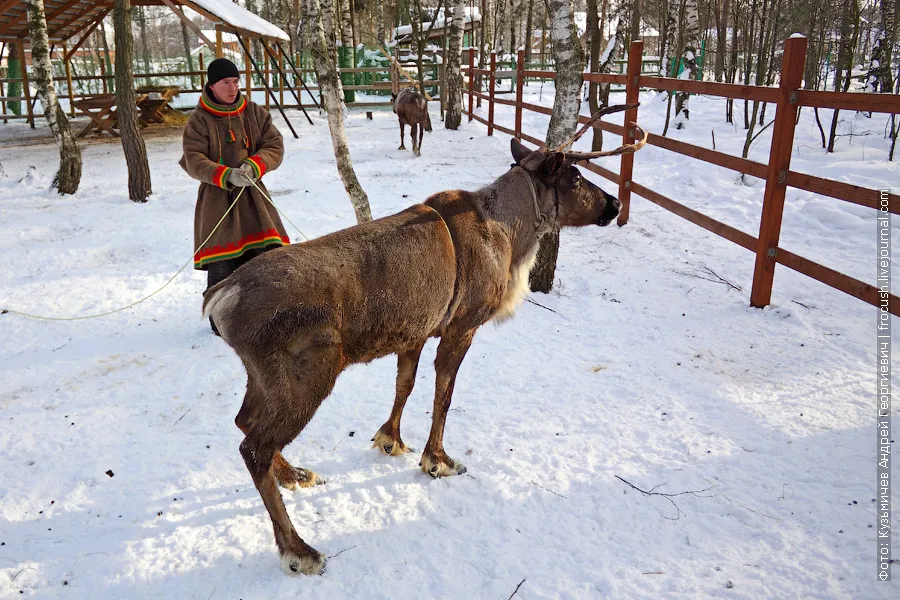 How to cough up a reindeer