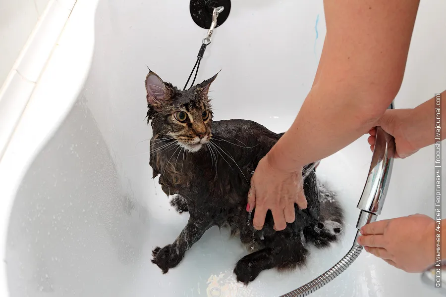 Rinse off the shampoo