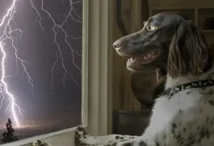 dog afraid of thunder