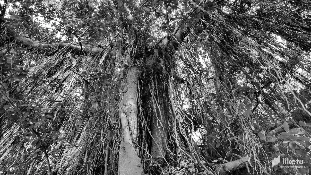 405opf1pl131zkby_tree-15a.JPG
