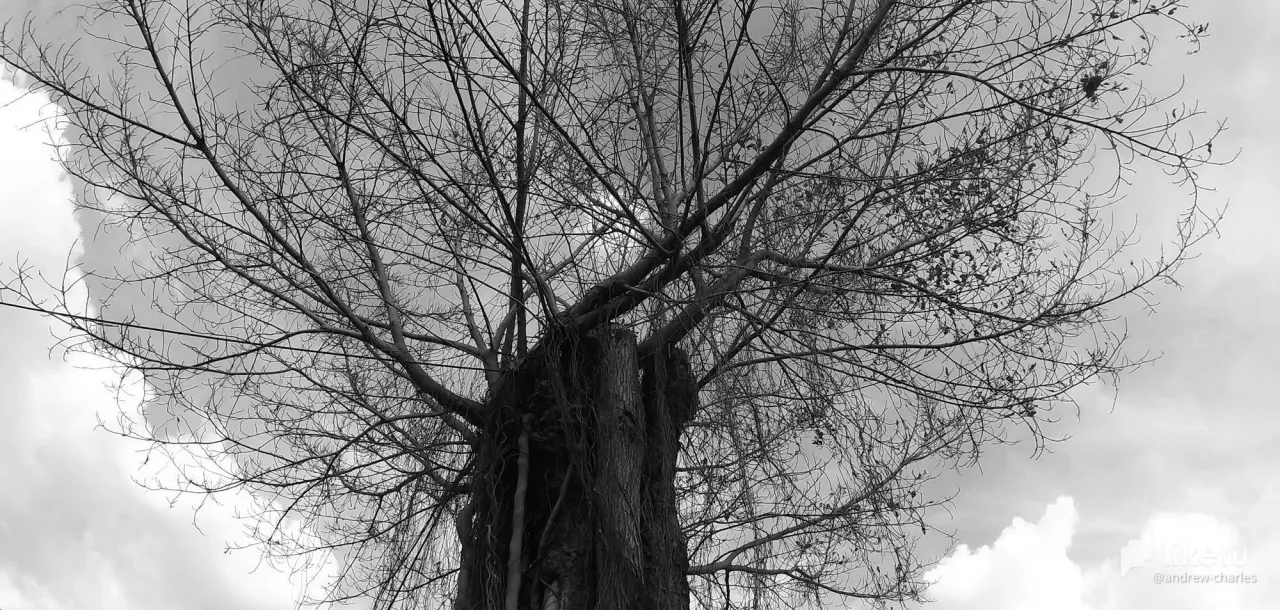 405opf20l131sd2y_tree-21a.jpg