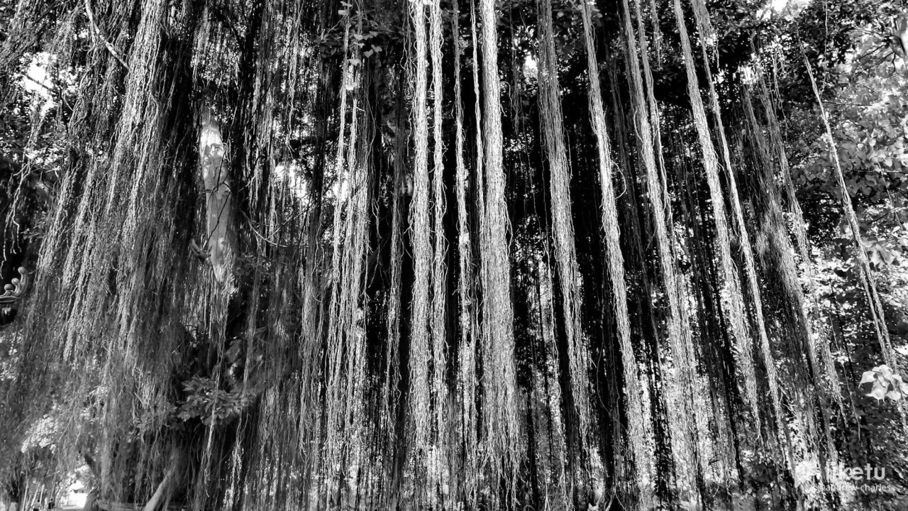 405opf20l131yjfd_tree-14a.JPG