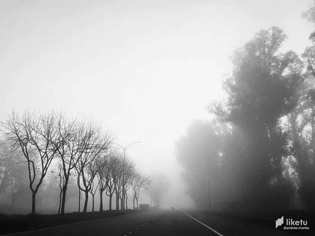 405opf2bl131xoj1_tree-18a.JPG