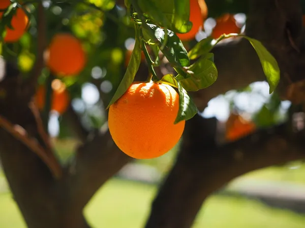 historical-and-primitive-origin-of-orange-citrus-sinensis-cultiva