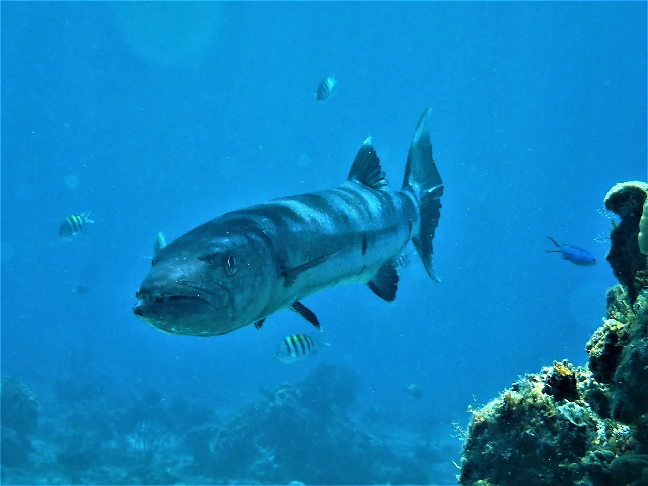 A barracuda in Cozumel
