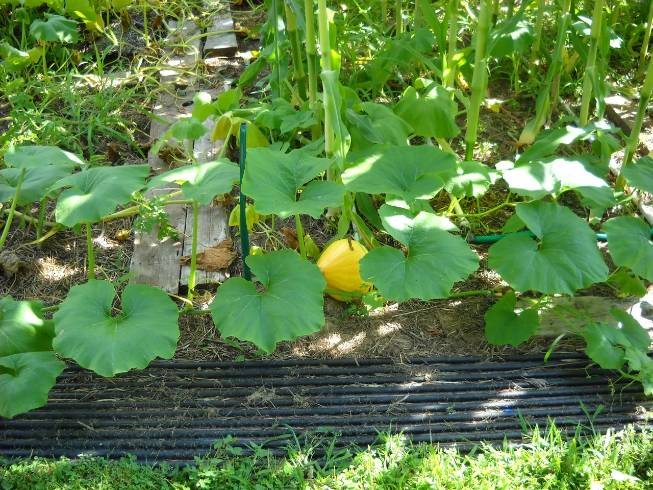DSCN3585.JPG