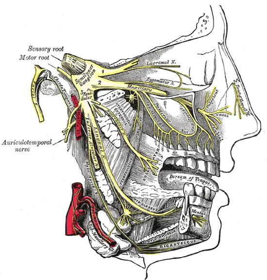 clusternerve.png