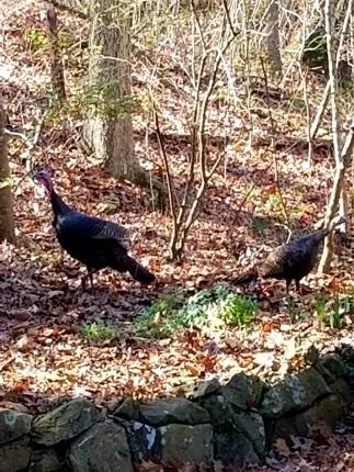 axeyturkey.jpg