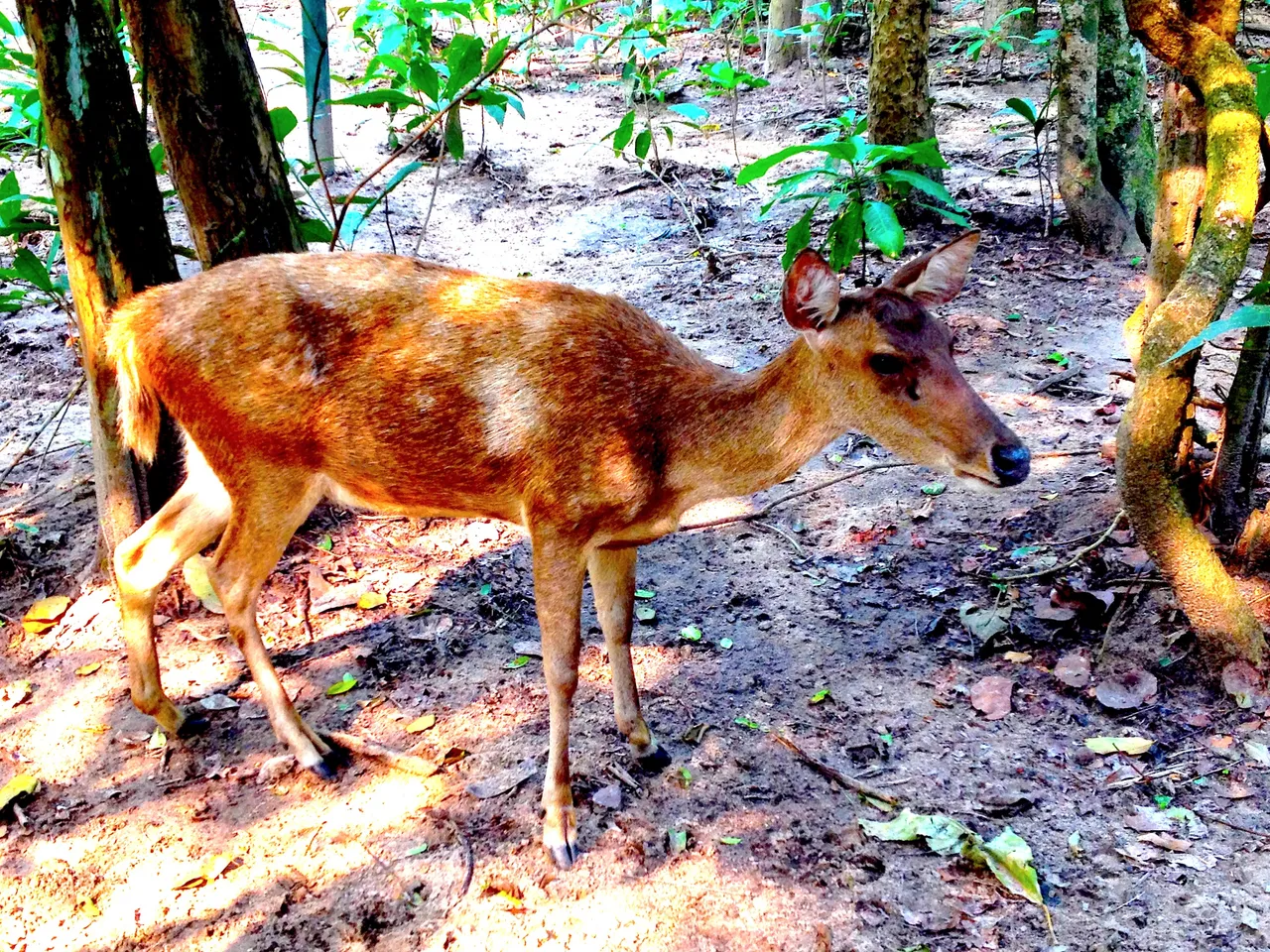 DEER.JPG