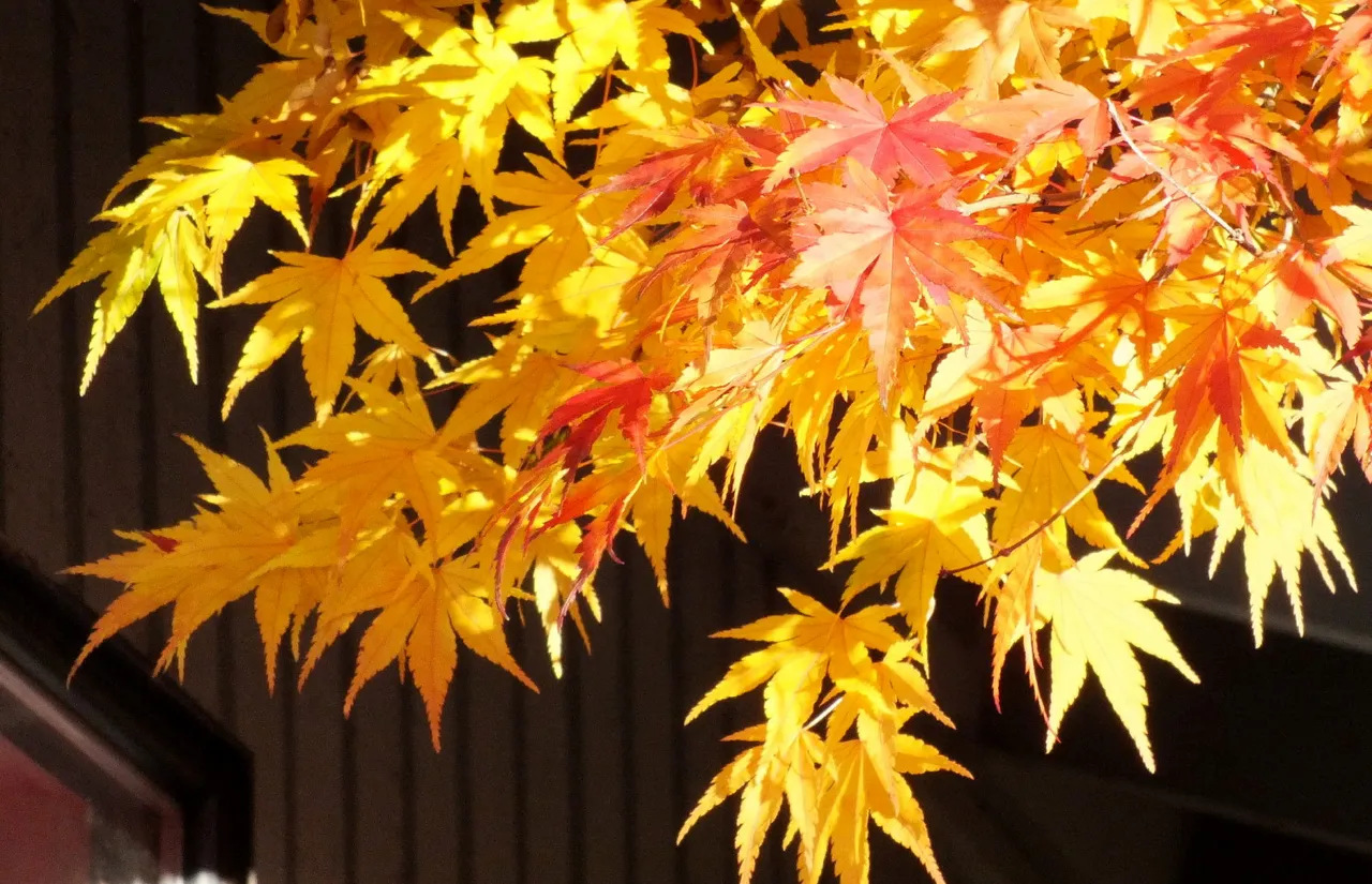 0884Fall.jpg