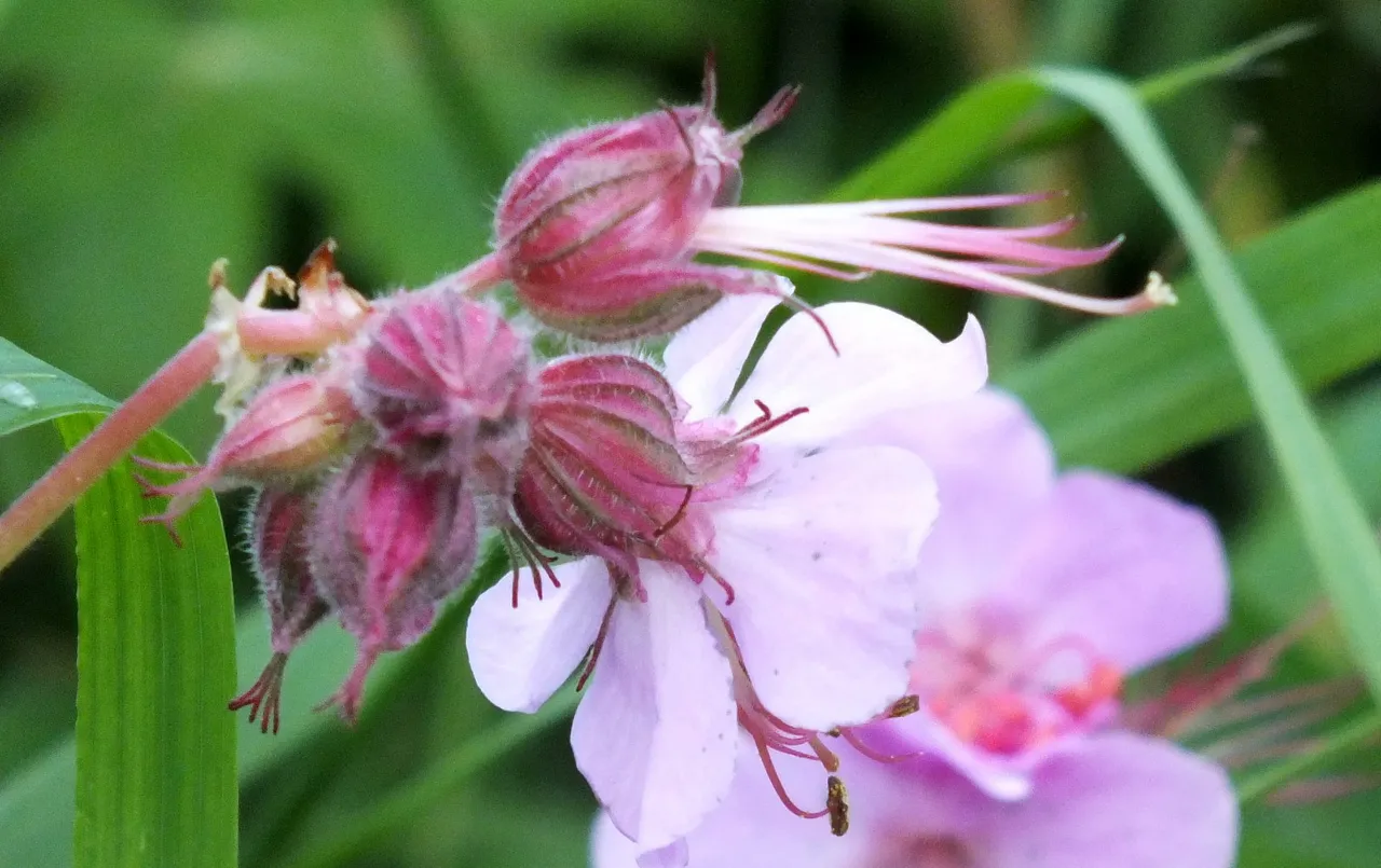 0052Buds.jpg