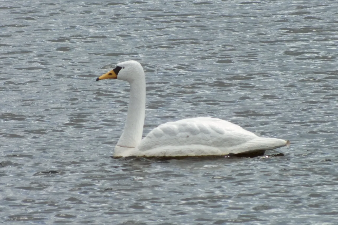 1381Swan.jpg