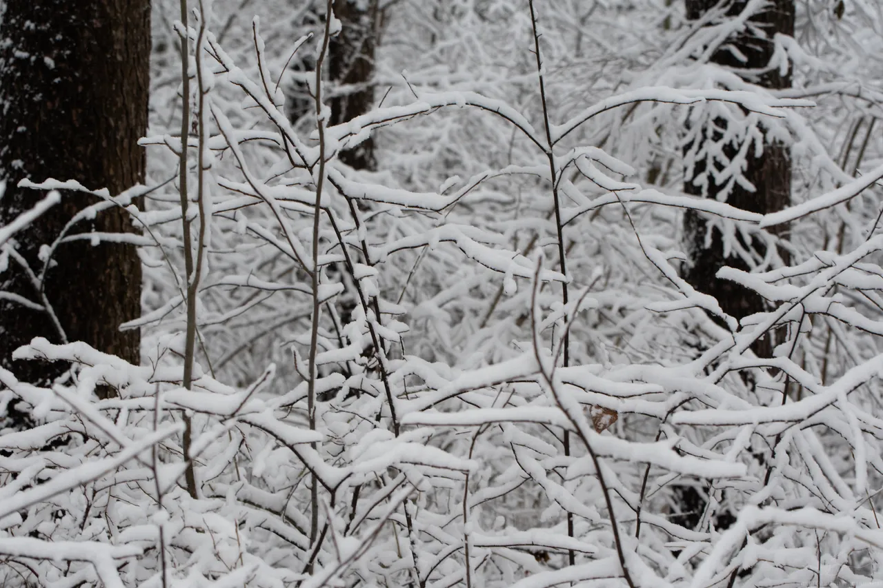 DSC_0037.jpg