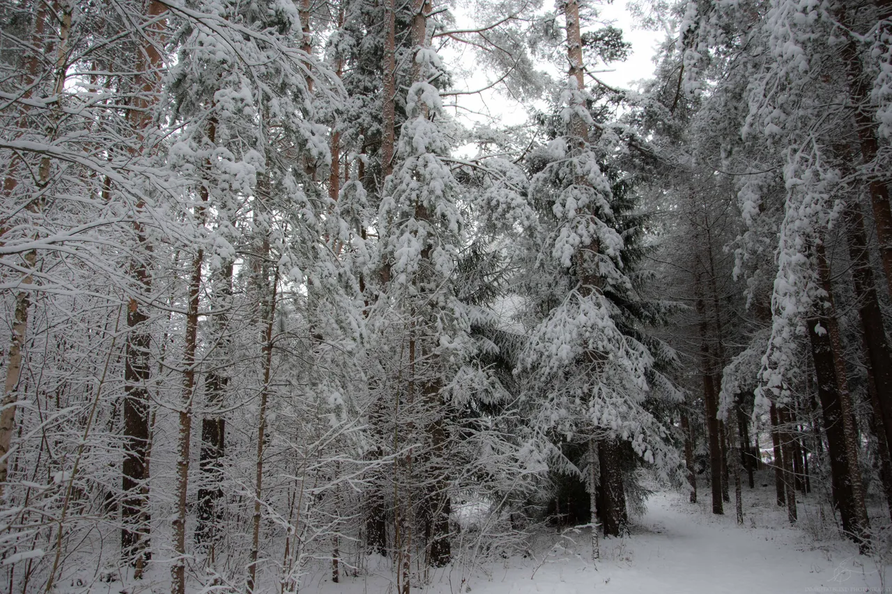 DSC_0043.jpg