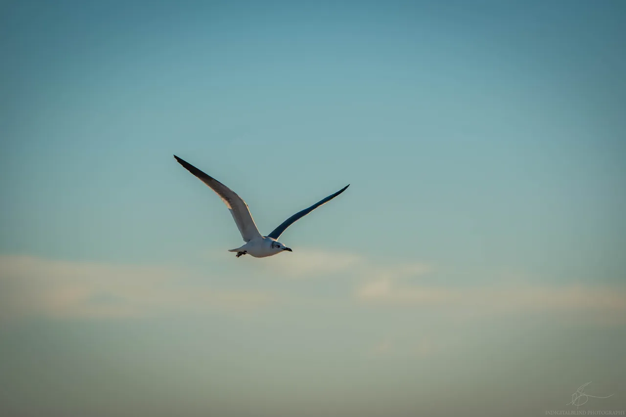 DSC_0856.jpg