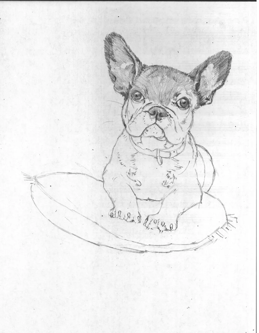 bulldog2.jpg