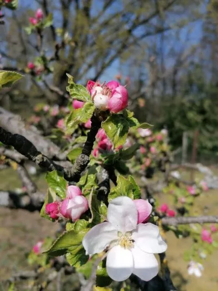 Apfelblüten.jpg