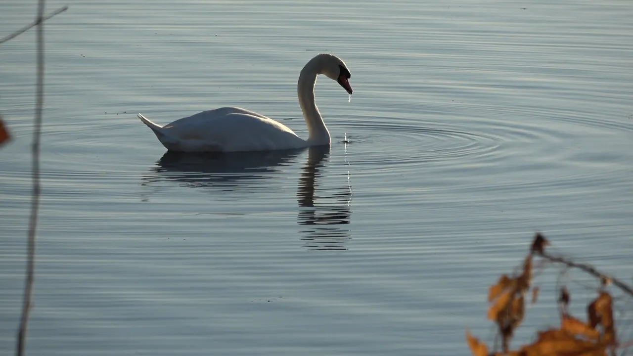 LakeSwans4.JPG